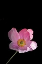 JWC pink flower