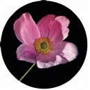 Jewish Women's Circle: 2011-2012